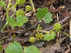 Hydrocotyle laxiflora
