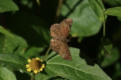 Pseudocoladenia dan