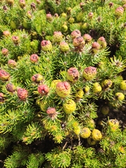 Leucadendron teretifolium