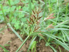 Cyperus longus