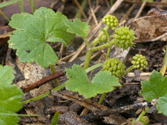 Hydrocotyle laxiflora