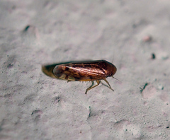 Xestocephalus