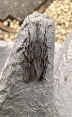 Lithophane leautieri