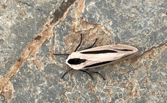 Creatonotos gangis-interrupta agg