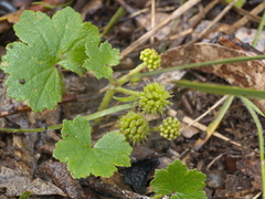 Hydrocotyle laxiflora