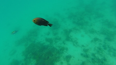 Dascyllus trimaculatus