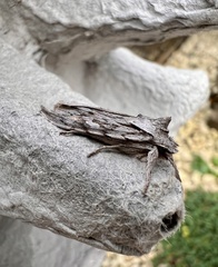 Lithophane leautieri