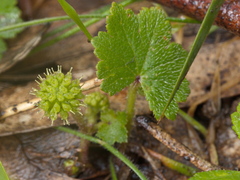 Hydrocotyle laxiflora