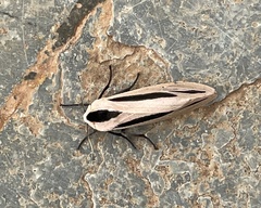 Creatonotos gangis-interrupta agg