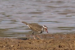 Charadrius tricollaris