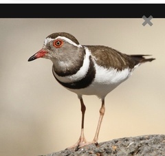 Charadrius tricollaris