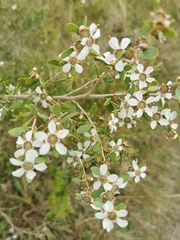 Leptospermum
