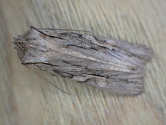 Lithophane leautieri