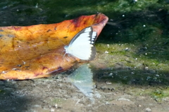 Appias lyncida eleonora