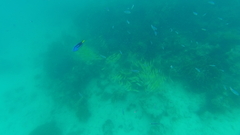 Paracanthurus hepatus