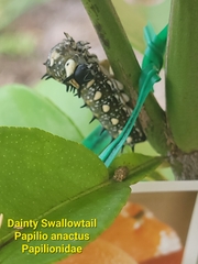 Papilio anactus