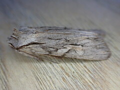 Lithophane leautieri