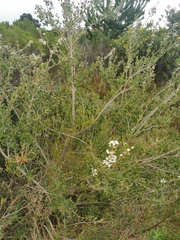 Leptospermum