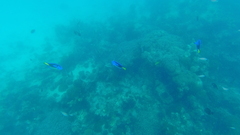 Paracanthurus hepatus