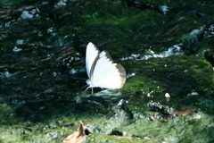Appias lyncida eleonora