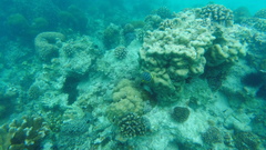 Chaetodon meyeri