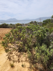 Leucadendron linifolium