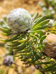 Leucadendron linifolium