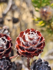 Leucadendron linifolium