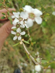 Leptospermum