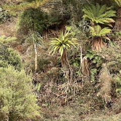 Cordyline indivisa