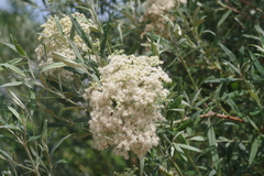 Buddleja saligna