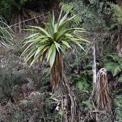 Cordyline indivisa