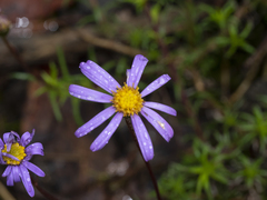 Brachyscome multifida
