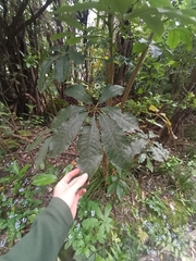 Schefflera digitata