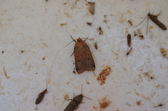 Abagrotis cupida