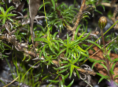 Brachyscome multifida