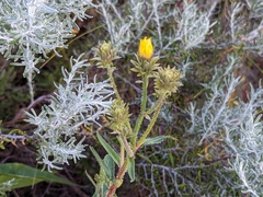 Picris angustifolia
