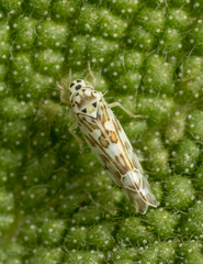 Eupteryx melissae