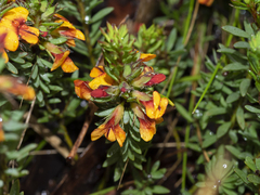 Pultenaea humilis