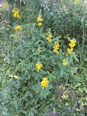 Crotalaria assamica