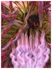 Trichostetha capensis hottentotta