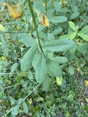 Crotalaria assamica