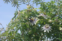 Xylocopa flavorufa