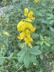 Crotalaria assamica