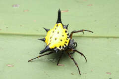 Macracantha hasselti