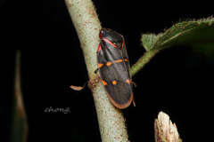 Phymatostetha triseriata
