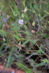 Erodium botrys