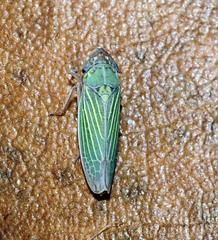 Xyphon reticulatum