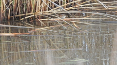 Phleocryptes melanops