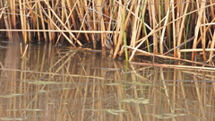 Phleocryptes melanops